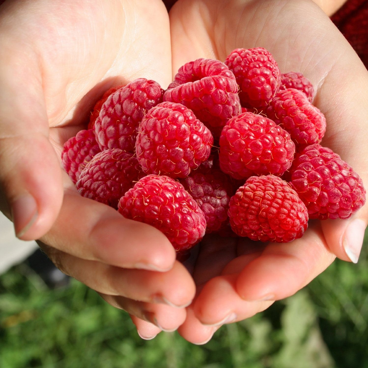 'Caroline' Raspberry - 1G Pot